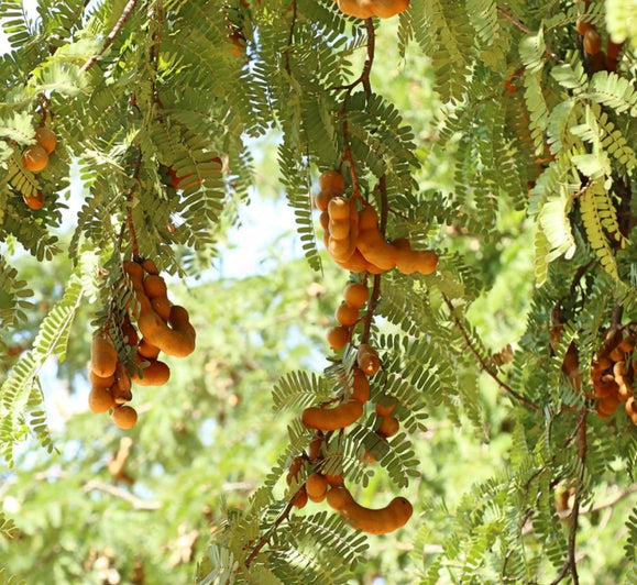 History & Health Benefits of Tamarind